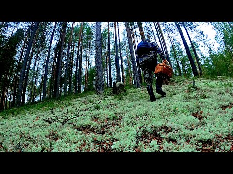 Видео: Грибник зашел в МОХ СОСНЫ и стал ЗАИКАТЬСЯ! Один в бору ТАКОГО НЕ ОЖИДАЛ! Грибы 2025