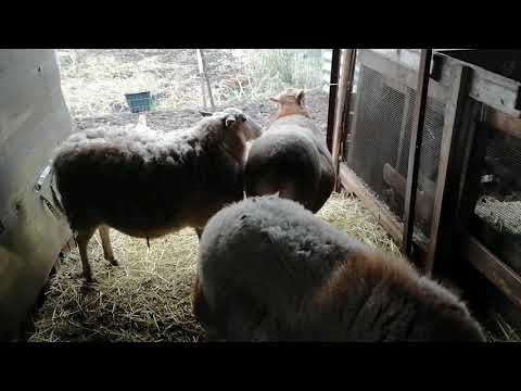 Видео: Содержание КАТУМСКИХ ОВЕЦ без выгула