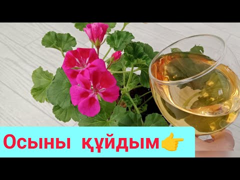 Видео: ГЕРАНЬ ГҮЛІНЕ ОСЫНЫ ҚҰЙЫП ГҮЛДЕТТІМ Барлық гүлге құйса болады. Герань күтімі