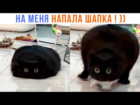 Видео: ААА! ШАПКА НАПАЛА! ))) | Приколы с котами | Мемозг 1424