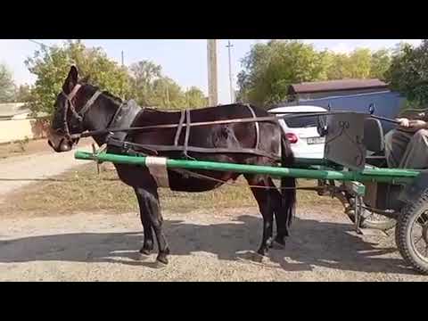 Видео: ЛОШАДИ🐎МУЛЫ В ОДНОКОНКЕ