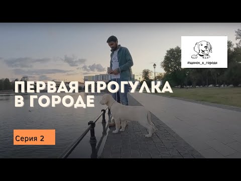 Видео: ЩЕНОК В ГОРОДЕ - 2 серия / Первая прогулка в городе