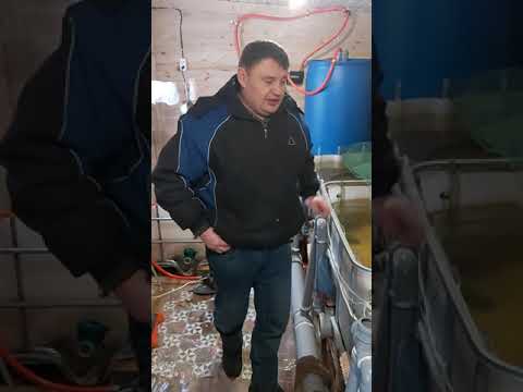 Видео: Разведение осетровых в домашних условиях, проверка бизнес идеи