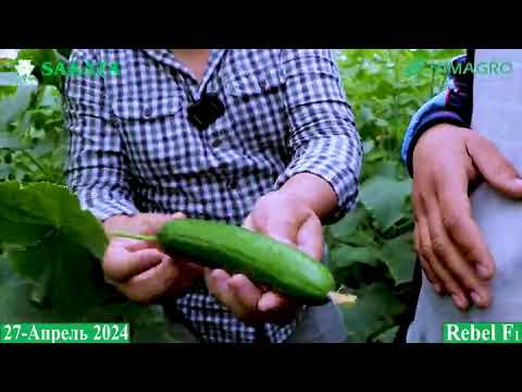 Видео: Ребел ф1. тулик малумот https://t.me/oltinboy_agro