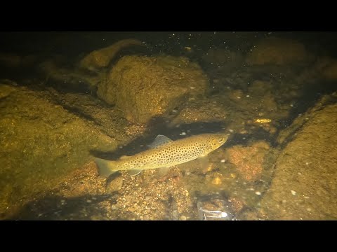 Видео: НОЧЬЮ ПОД ВОДОЙ / AT NIGHT UNDER WATER