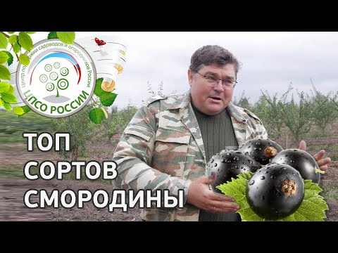 Видео: Топ сортов смородины. Какие сорта смородины выбрать.
