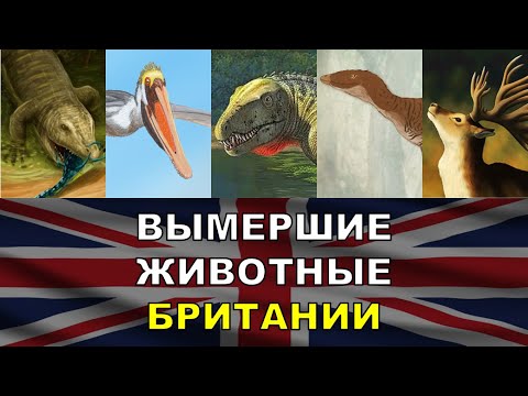 Видео: 5 Вымерших Животных Великобритании | Вымершие Животные Разных Стран