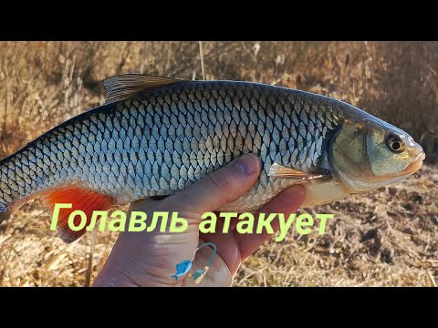 Видео: ГОЛАВЛЬ АТАКУЕТ. Весенняя рыбалка на маленькой речушке!