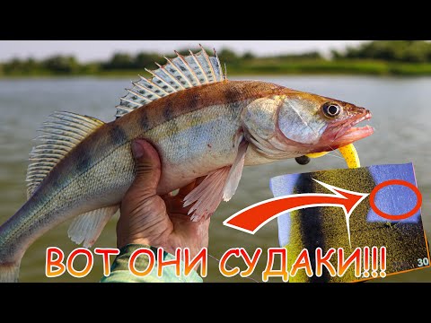 Видео: Поиск СУДАКА с эхолотом Lowrance HDS 9 PRO 💪 Стоят, ждут пока их поймают на ДЖИГ!!!