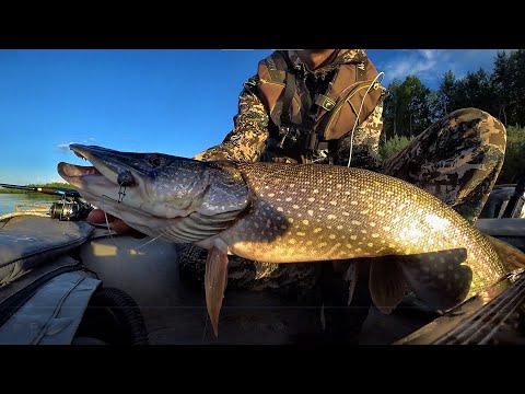 Видео: ЩУКА НА КАЖДЫЙ ЗАБРОС!! КРОКОДИЛ СХВАТИЛ В КОРЯГАХ!! Рыбалка на Оби на джиг.