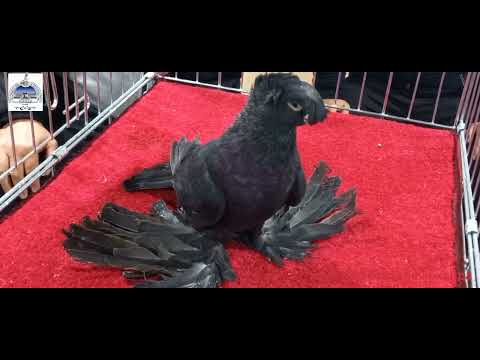Видео: элитные голуби удевляет гостей