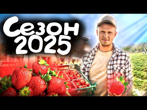 Видео: МАЛЬВИНА ДАЕТ! 3 года выращиваем КЛУБНИКУ в ЛЕНОБЛАСТИ. СБОР КЛУБНИКИ ПРОДОЛЖАЕТСЯ.