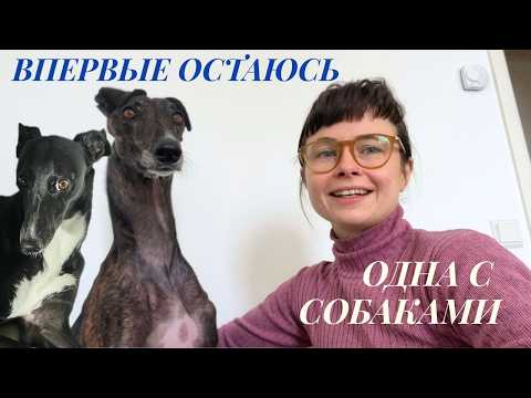 Видео: остаюсь одна с собаками на 2 дня / кофе, прогулки, гальго