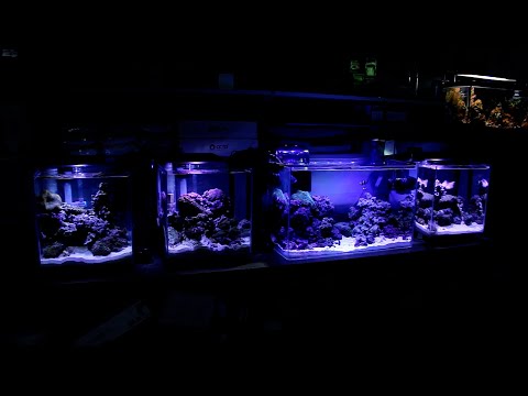 Видео: Подведение итогов конкурса! Чем кормить морских рыб и кораллы, как ухаживать за ними.