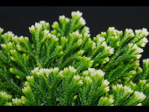 Видео: Селагинелла. Уход в домашних условиях. Флорариум, цветочная композиция.