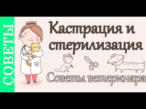 Видео: Кастрация и стерилизация, советы ветеринара