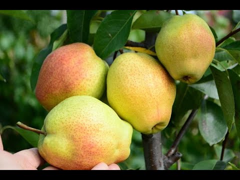 Видео: Груша Киргизская Зимняя и Ноябрьская.persikovod.com