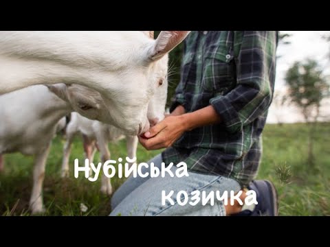 Видео: Нубійська коза