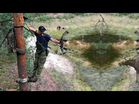 Видео: Охота на лося. Охота с тристенда с блочным луком.