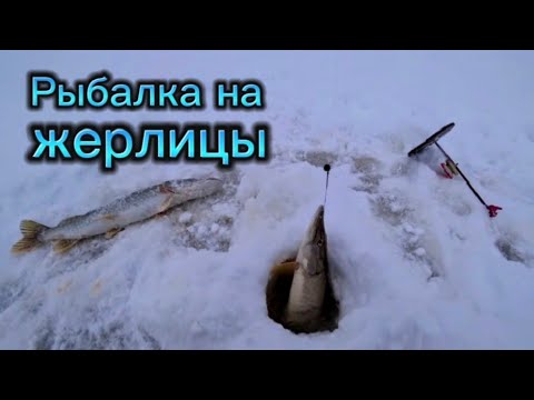 Видео: Рыбалка на ЖЕРЛИЦЫ. Пришлось побегать. Сработок много, но погода внесла коррективы