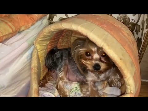 Видео: Роды Йорка полное видио