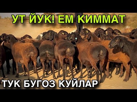 Видео: СОТИШ КЕРАК! ОНА БОЛА КУЙЛАР ВА ТУК БУГОЗ КУЙЛАР СОТУВДА! 