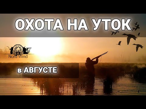 Видео: ОХОТА НА УТОК с МАНКОМ и ЧУЧЕЛАМИ на перелете.  Много утки, налетают со всех сторон