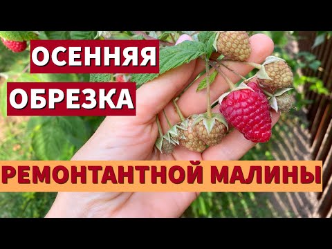 Видео: Как правильно ОБРЕЗАТЬ РЕМОНТАНТНУЮ МАЛИНУ ОСЕНЬЮ