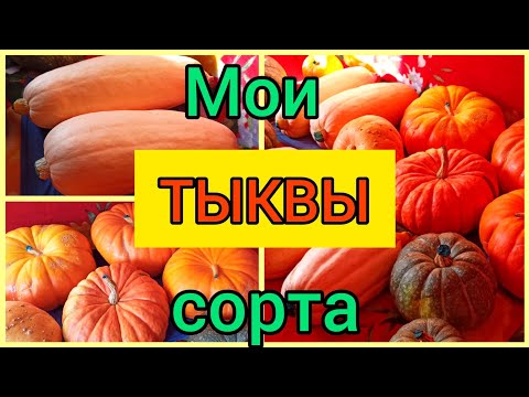 Видео: ТЫКВЫ.Суперурожай 2022.👍💯👍