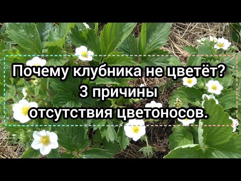 Видео: Почему клубника не цветёт? 3 причины отсутствия цветоносов у садовой земляники.