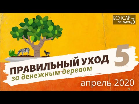 Видео: Денежное дерево | Толстянка | Крассула — обрезка, пересадка, ответы на вопросы | Часть 5 Апрель 2020