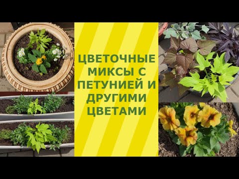 Видео: Миксы с петунией, новый способ. Миксы с другими цветами.