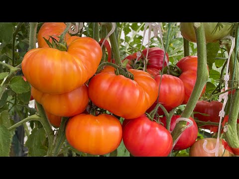 Видео: Дневник моих огородных дел. 26 августа 2025