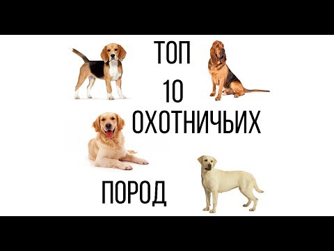 Видео: ТОП 10 ОХОТНИЧЬИХ СОБАК
