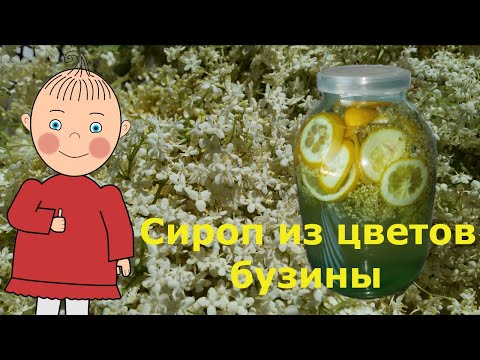 Видео: Сироп из цветков бузины - рецепт