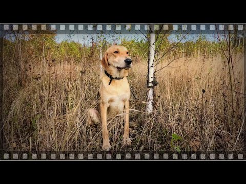 Видео: Нагонка молодой Русской гончей по зайцу беляку.