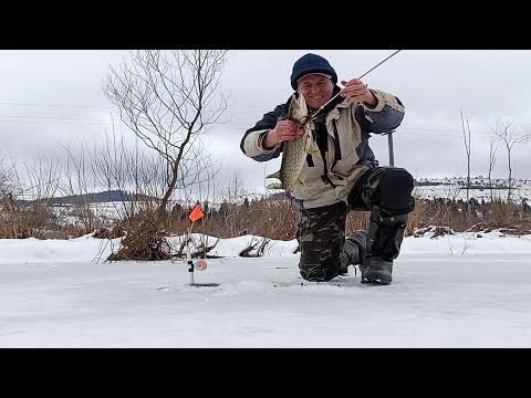 Видео: Ловля щуки зимою. Що краще:  жерлиці чи зимова вудка.