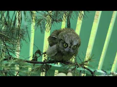 Видео: Немного позеленевшие совы