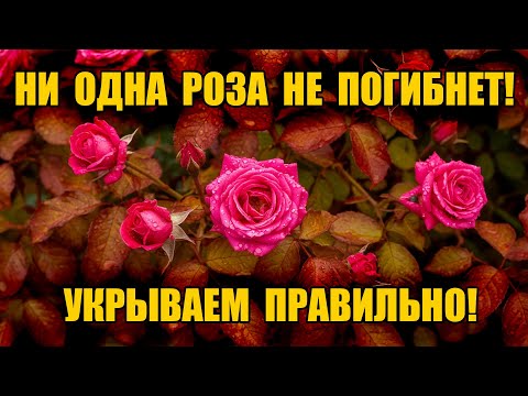 Видео: ГОТОВИМ РОЗЫ К ЗИМЕ - УКРЫВАЕМ ПРАВИЛЬНО - НИ ОДНА НЕ ПОГИБНЕТ! ПЕРЕЗИМУЮТ ВСЕ!