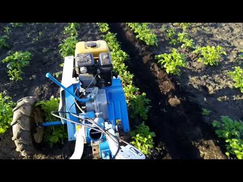 Видео: Окучивание картофеля мотоблоком Нева, с выносом левого колеса на соседнюю борозду