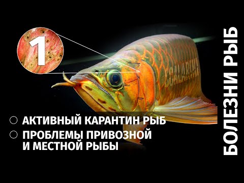 Видео: Болезни аквариумных рыб. Часть 1. Карантин. Болезни привозной и местной рыбы и не только