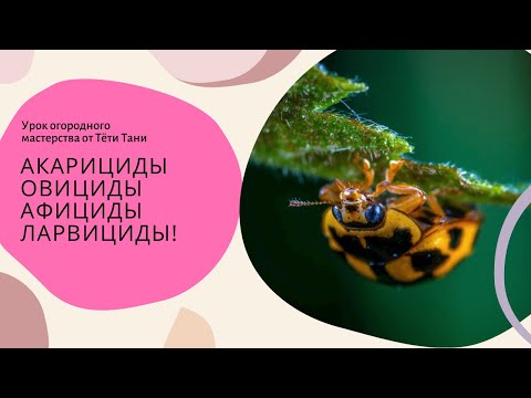 Видео: 648. Знакомьтесь. Акарициды, Овициды, Афициды, Ларвициды...