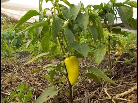 Видео: Формирование перца. Часть 1