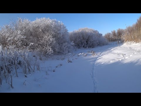 Видео: Охота на зайца 2024-2025г. " Перекрестье"