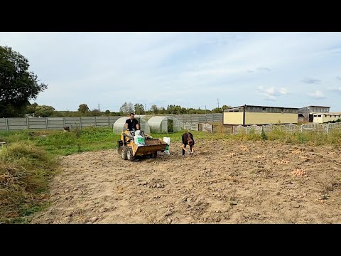 Видео: Давно нужно было это сделать. Собрали огромный урожай картошки. Накормим всех. Жизнь простых людей.