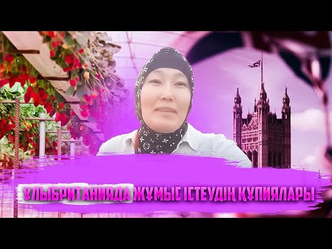 Видео: Түркістандық келіншек Ұлыбританияда айына миллион тауып жүр