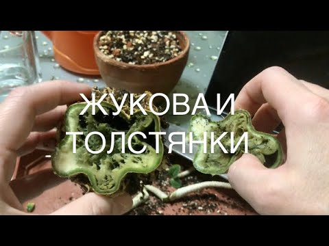 Видео: Гниль каудекса адениума‼️