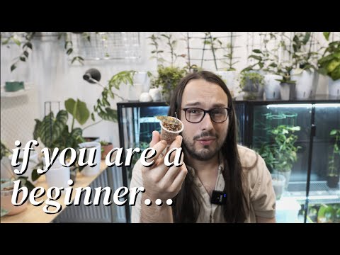 Видео: Эти хойи следует избегать | капризные королевы