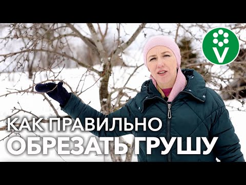 Видео: ОБРЕЗАЙТЕ ГРУШУ ТОЛЬКО ТАК И ИЗБЕГАЙТЕ ОШИБОК!