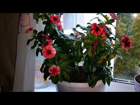 Видео: КАК СОХРАНИТЬ КАТАРАНТУС ЗИМОЙ 🌺